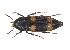  ( - ABOL-BioBlitz21-0388)  @11 [ ] Unspecified (default): All Rights Reserved (2024) Werner Hinterstoisser Unspecified