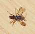  ( - ABOL-BioBlitz22-0043)  @11 [ ] CC-BY-SA (2023) Timaeus private
