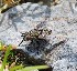  ( - ABOL-BioBlitz23-0018)  @11 [ ] CC BY (2023) L. Timaeus private