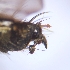  ( - ABOL-BioBlitz23-0018)  @11 [ ] CC BY (2023) L. Timaeus private