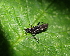  ( - ABOL-BioBlitz23-0255)  @11 [ ] CC BY (2023) L. Timaeus private