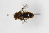  ( - ABOL-BioBlitz23-0269)  @11 [ ] CC BY (2023) S. Schoder Natural History Museum Vienna, Research Collection