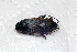  ( - ABOL-BioBlitz23-0506)  @11 [ ] CC BY (2023) T. Polt private