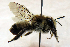  ( - ABOL-BioBlitz23-0575)  @11 [ ] CC BY (2023) T. Rupp private