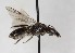  ( - ABOL-BioBlitz23-0762)  @11 [ ] CC BY (2023) S. Schoder Natural History Museum Vienna, Research Collection