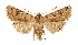  ( - NHMW2.Lep.0145)  @11 [ ] Unspecified (default): All Rights Reserved (2025) P. Huemer Unspecified