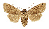  ( - NHMW2.Lep.0149)  @11 [ ] Unspecified (default): All Rights Reserved (2025) P. Huemer Unspecified
