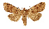  ( - NHMW2.Lep.0150)  @11 [ ] Unspecified (default): All Rights Reserved (2025) P. Huemer Unspecified