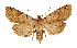 ( - NHMW2.Lep.0151)  @11 [ ] Unspecified (default): All Rights Reserved (2025) P. Huemer Unspecified