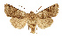  ( - NHMW2.Lep.0147)  @11 [ ] Unspecified (default): All Rights Reserved (2025) P. Huemer Unspecified