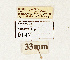  ( - NHMW2.Lep.0147)  @11 [ ] Unspecified (default): All Rights Reserved (2025) P. Huemer Unspecified
