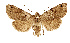  ( - NHMW2.Lep.0148)  @11 [ ] Unspecified (default): All Rights Reserved (2025) P. Huemer Unspecified