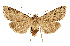  ( - NHMW2.Lep.0141)  @11 [ ] Unspecified (default): All Rights Reserved (2025) P. Huemer Unspecified