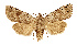  ( - NHMW2.Lep.0142)  @11 [ ] Unspecified (default): All Rights Reserved (2025) P. Huemer Unspecified