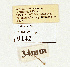  ( - NHMW2.Lep.0142)  @11 [ ] Unspecified (default): All Rights Reserved (2025) P. Huemer Unspecified