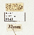  ( - NHMW2.Lep.0143)  @11 [ ] Unspecified (default): All Rights Reserved (2025) P. Huemer Unspecified
