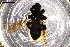  ( - IC-24-MAL04)  @11 [ ] Unspecified (default): All Rights Reserved (2024) Natural history museum Vienna Natural history museum Vienna