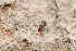  ( - ABOL-BioBlitz22-0092)  @11 [ ] CC-BY-SA (2023) Ploner private