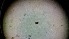  (Janetschekia - ABOL-24-1343)  @11 [ ] Unspecified (default): All Rights Reserved (2025) Johannes Schall Unspecified