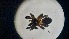  ( - ABOL-24-1355)  @11 [ ] Unspecified (default): All Rights Reserved (2025) Johannes Schall Unspecified