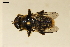  (Merodon constans - NF-24-028)  @11 [ ] Unspecified (default): All Rights Reserved (2024) Natural history museum Vienna Unspecified