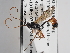  ( - ABOL-24-1632)  @11 [ ] Unspecified (default): All Rights Reserved (2024) Natural history museum Vienna Unspecified