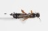  (Endromopoda phragmitis - ABOL-24-1641)  @11 [ ] Unspecified (default): All Rights Reserved (2024) Natural history museum Vienna Unspecified