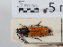  ( - ABOL-24-1692)  @11 [ ] Unspecified (default): All Rights Reserved (2024) Naturhistorisches Museum Wien Naturhistorisches Museum Wien