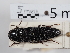  ( - ABOL-24-1619)  @11 [ ] Unspecified (default): All Rights Reserved (2024) Naturhistorisches Museum Wien Naturhistorisches Museum Wien