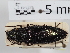  (Ctenicera heyeri - ABOL-24-1682)  @11 [ ] Unspecified (default): All Rights Reserved (2024) Naturhistorisches Museum Wien Naturhistorisches Museum Wien