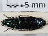  ( - ABOL-24-1683)  @11 [ ] Unspecified (default): All Rights Reserved (2024) Naturhistorisches Museum Wien Naturhistorisches Museum Wien