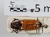  ( - ABOL-24-1695)  @11 [ ] Unspecified (default): All Rights Reserved (2024) Naturhistorisches Museum Wien Naturhistorisches Museum Wien