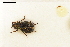  (Ochthebius melanescens - ABOL-24-0042)  @11 [ ] Unspecified (default): All Rights Reserved (2024) Natural history museum Vienna Unspecified