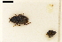  (Ochthebius flavipes - ABOL-24-0085)  @11 [ ] Unspecified (default): All Rights Reserved (2024) Natural history museum Vienna Unspecified