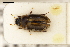  (Enochrus coarctarus - ABOL-24-0064)  @11 [ ] Unspecified (default): All Rights Reserved (2024) Natural history museum Vienna Unspecified