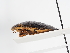  ( - ABOL-24-0068)  @11 [ ] Unspecified (default): All Rights Reserved (2024) Natural history museum Vienna Unspecified
