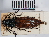  ( - ABOL-25-0239)  @11 [ ] Unspecified (default): All Rights Reserved (2025) Naturhistorisches Museum Wien Unspecified
