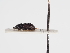  ( - ABOL-25-0471)  @11 [ ] CC-BY (2025) Naturhistorisches Museum Wien Unspecified