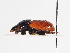  ( - ABOL-25-0596)  @11 [ ] CC-BY (2025) Naturhistorisches Museum Wien Unspecified