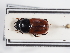  ( - ABOL-25-0566)  @11 [ ] Unspecified (default): All Rights Reserved (2025) Naturhistorisches Museum Wien Unspecified
