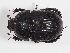  ( - ABOL-25-0478)  @11 [ ] CC-BY (2025) Naturhistorisches Museum Wien Unspecified