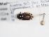  ( - ABOL-25-0587)  @11 [ ] Unspecified (default): All Rights Reserved (2025) Naturhistorisches Museum Wien Unspecified