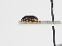  ( - ABOL-25-0587)  @11 [ ] Unspecified (default): All Rights Reserved (2025) Naturhistorisches Museum Wien Unspecified