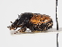  ( - ABOL-25-0454)  @11 [ ] CC-BY (2025) Naturhistorisches Museum Wien Unspecified