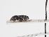  ( - ABOL-25-0469)  @11 [ ] CC-BY (2025) Naturhistorisches Museum Wien Unspecified