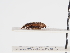  (Euheptaulacus sus - ABOL-25-0475)  @11 [ ] CC-BY (2025) Naturhistorisches Museum Wien Unspecified