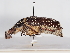  ( - ABOL-25-0546)  @11 [ ] CC-BY (2025) Naturhistorisches Museum Wien Unspecified