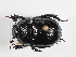  (Trypocopris alpinus alpinus - ABOL-25-0500)  @11 [ ] CC-BY (2025) Naturhistorisches Museum Wien Unspecified