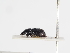  ( - ABOL-25-0582)  @11 [ ] CC-BY (2025) Naturhistorisches Museum Wien Unspecified