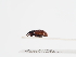  ( - ABOL-25-0590)  @11 [ ] CC-BY (2025) Naturhistorisches Museum Wien Unspecified